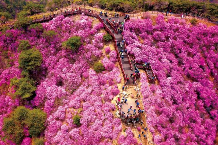 江華島高麗山杜鵑花節一天團